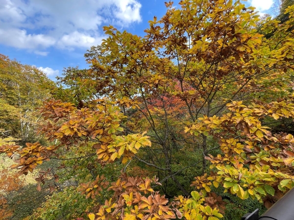 大田切渓谷の紅葉