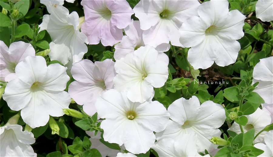 初夏の白い花　1