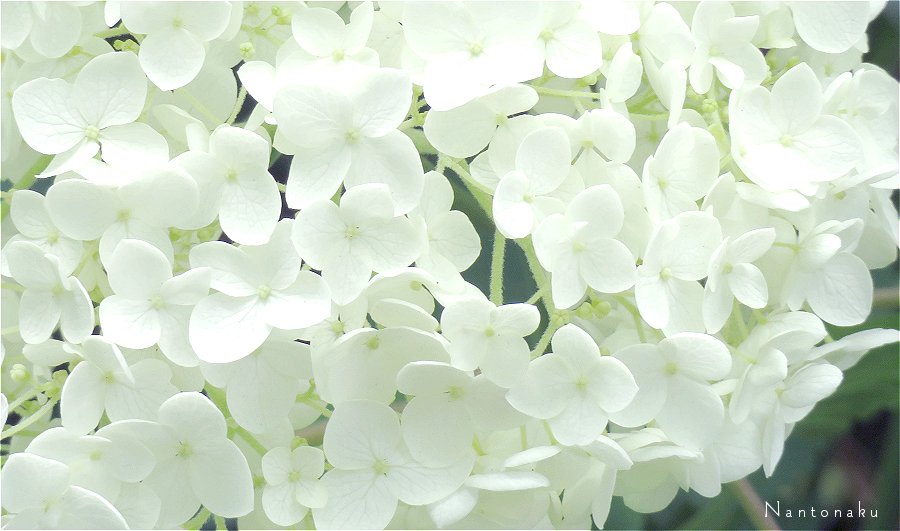初夏の白い花　３