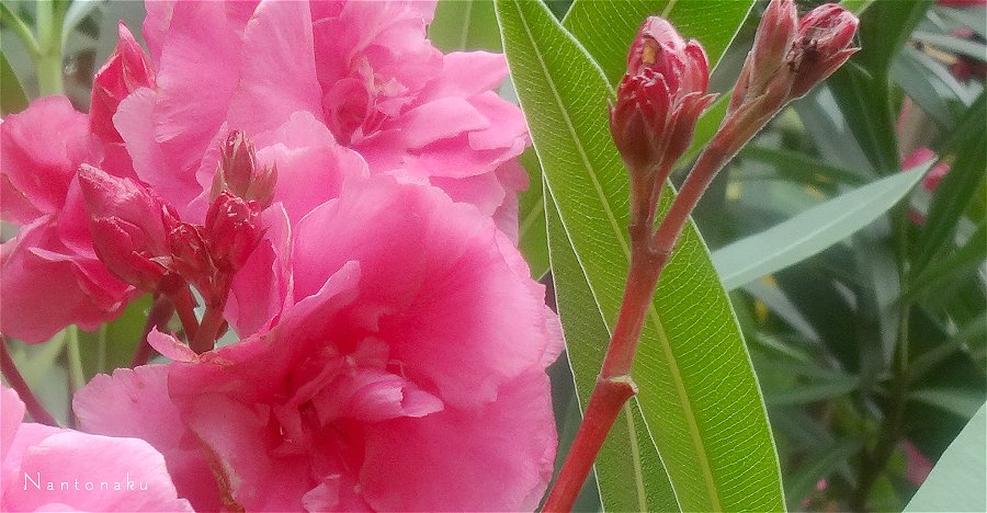 初夏のピンクの花　2
