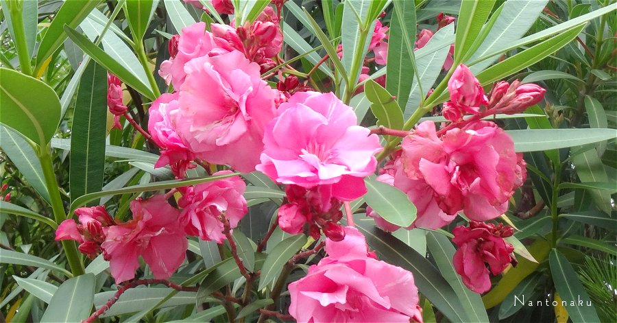 初夏のピンクの花　3