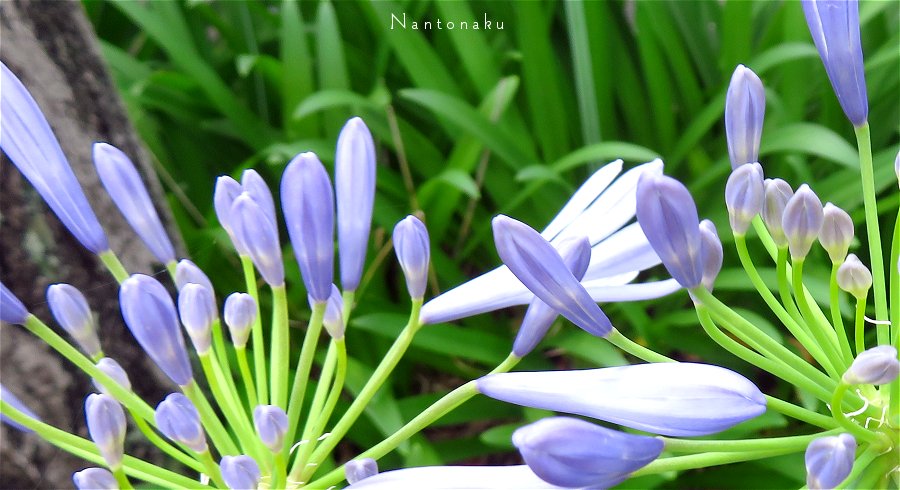 初夏に咲く花　紫　アガパンサス　1