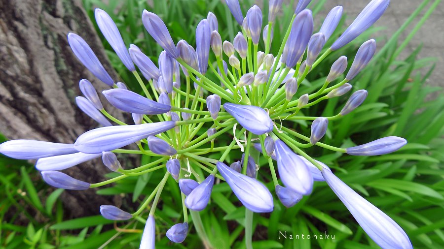 初夏に咲く花　紫　アガパンサス　2
