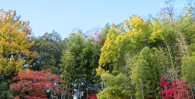 京都の竹林と紅葉（黄葉）