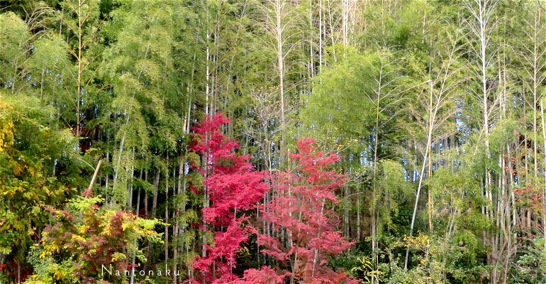 京都の竹林と紅葉（黄葉）２