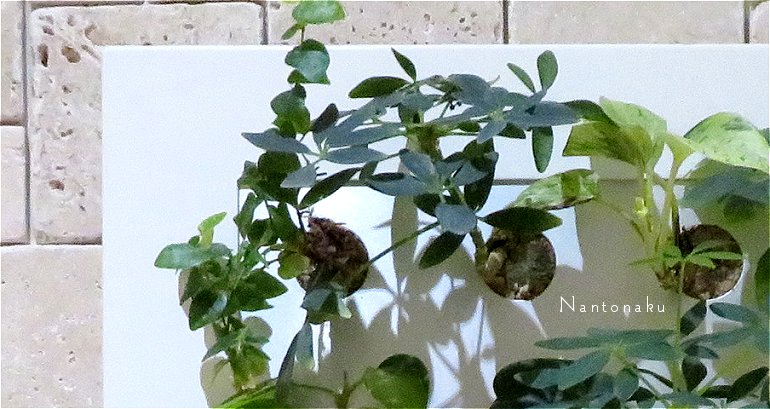 壁面　植物アート　名古屋