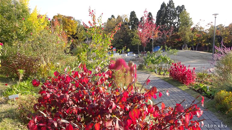 紅葉の時期の庭園　1