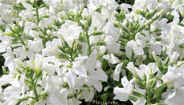 白い花　色々　3