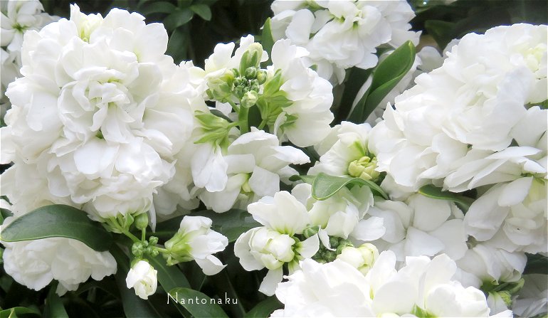 白い花　色々　2