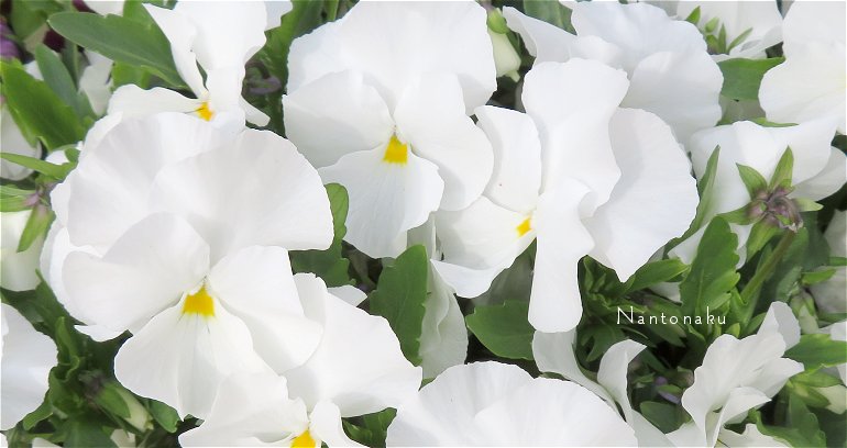 白い花　色々　1