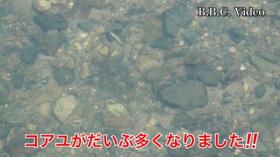 天神川はコアユがだいぶ多くなりました #今日の琵琶湖（YouTubeムービー 23/06/07）