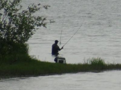 今日も真野川河口でがんばってるアングラーが1人いました。雨後のコアユの接岸狙いはいいアイデアだと思うんですが釣れてるんでしょうか!?（6月9日12時頃）
