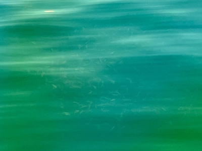 プラクティス中の御手洗雄一プロが木浜沖で遭遇したベイトフィッシュの群れ（8月13日9時30分頃）