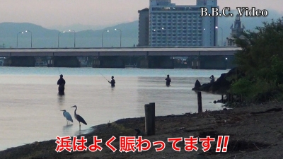 日の出前の琵琶湖北湖!! 真野浜と真野川河口はよく賑わってます #今日の琵琶湖（YouTube 23/09/13）