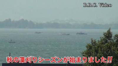 琵琶湖南湖は南西の強風!! 秋の藻刈りシーズンが始まりました #今日の琵琶湖（YouTube 23/09/28）
