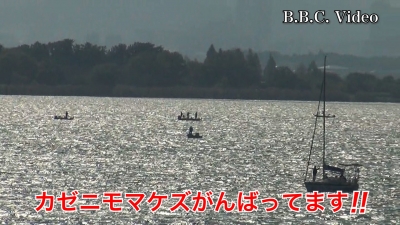 日曜日の琵琶湖南湖はアホ風っぽい南西の風で荒れてます!! #今日の琵琶湖（YouTube 23/10/15）