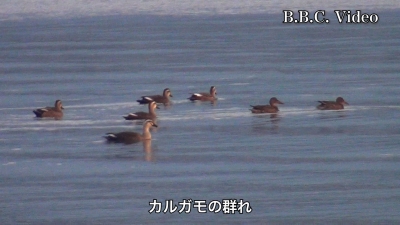 琵琶湖北湖真野浜のカルガモ #今日の琵琶湖 #琵琶湖の水鳥（YouTube 23/10/19）