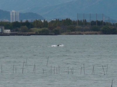 琵琶湖大橋西詰めから眺めた南湖は南寄りの強風で大荒れ。バスボートがアップアップしながら走ってます（11月18日9時30分頃）