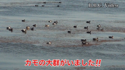 堅田湖岸にカモの大群がいました!! #今日の琵琶湖 #琵琶湖の水鳥（YouTube 23/12/08）