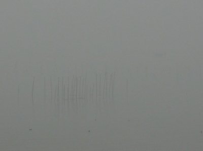 琵琶湖大橋西詰めから眺めた南湖は濃霧で近くのエリがぎりぎりなんとか見えるぐらい。そのう向こうにボートの影が見えてるのかどうかよくわかりません（12月10日10時頃）