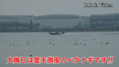 大晦日の琵琶湖は曇天微風のベタナギ!! 湖上はガラ空きです #今日の琵琶湖（YouTube 23/12/31）