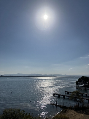 琵琶湖大橋西詰めから眺めた南湖。日曜日はよく晴れて南西の軽風から西寄りの風が次第に強まって荒れました（11月19日10時30分頃）