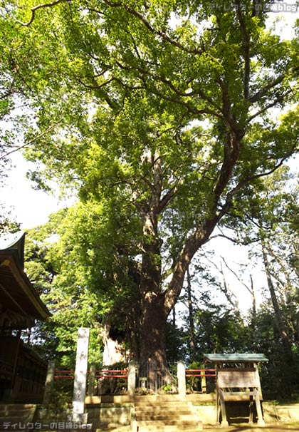 黄門様が「何じゃろか!?」と感嘆したクスの木の巨木ナンジャモンジャの木