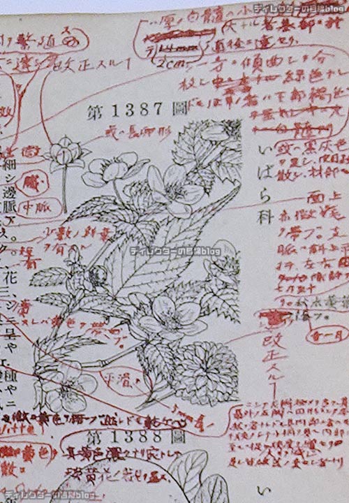 牧野日本植物図鑑