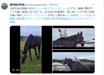渡辺牧場Twitter（2023年8月31日）