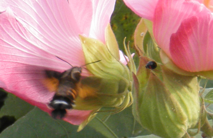 蜂とてんとう虫