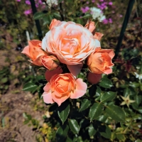 6月4日花壇の薔薇