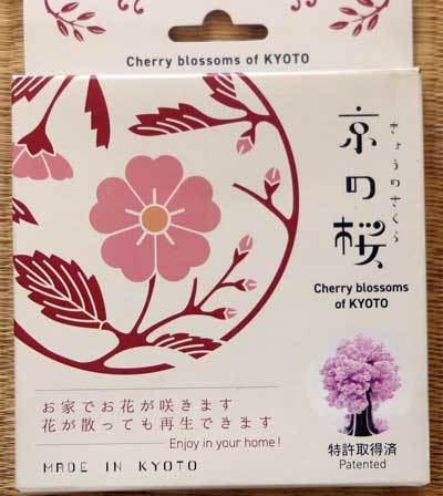 231211京の桜