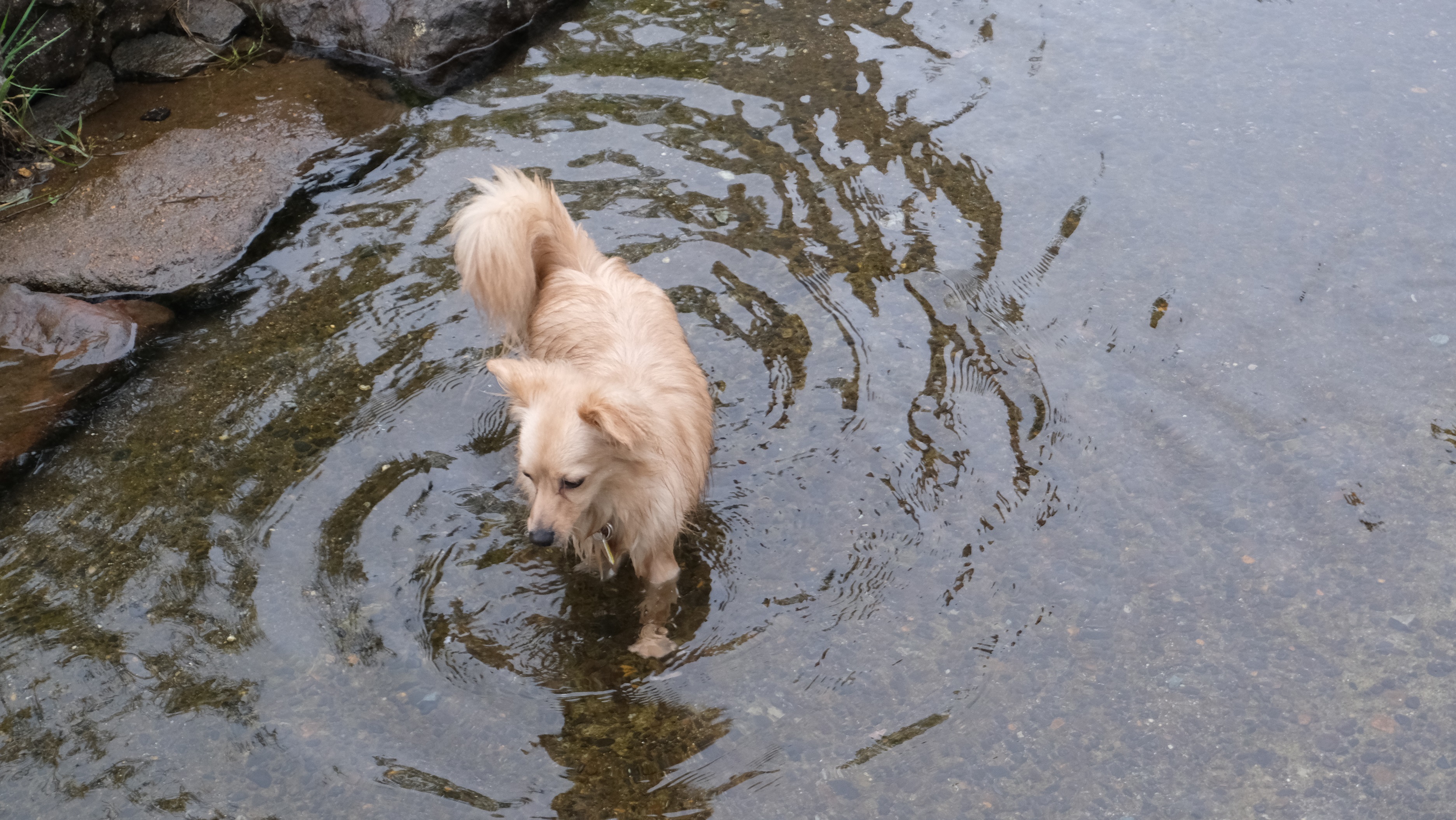 水遊びをするポメックスの成犬