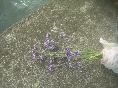 中川の花