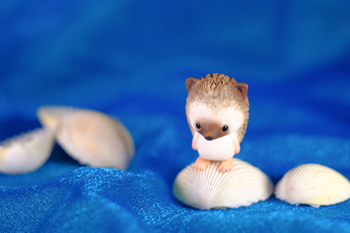 ツバキアキラが撮ったトコトコアニマルズの写真。貝殻の上に乗って、得意げなハリネズミくん。