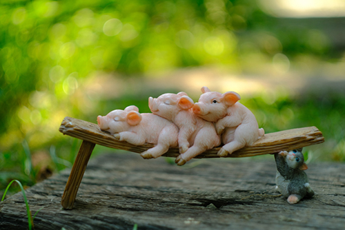 ツバキアキラが撮ったブタちゃんの写真。まったりと休んでいる３匹の子豚。