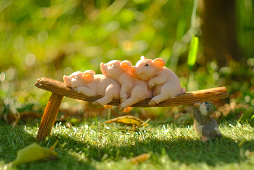 ツバキアキラが撮ったブタちゃんの写真。ひなぼっこをしている３匹の子豚ちゃん達。