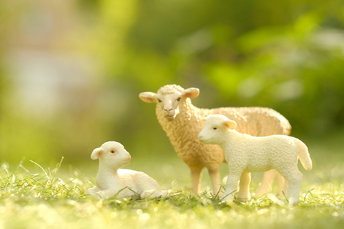 ツバキアキラが撮ったSchleich・羊の親子の写真。とても優しくて、のどかな光景。