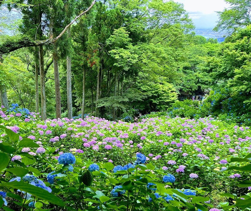 13護摩堂山紫陽花園