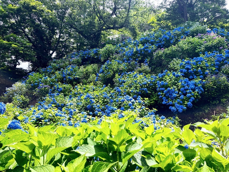 14護摩堂山紫陽花園