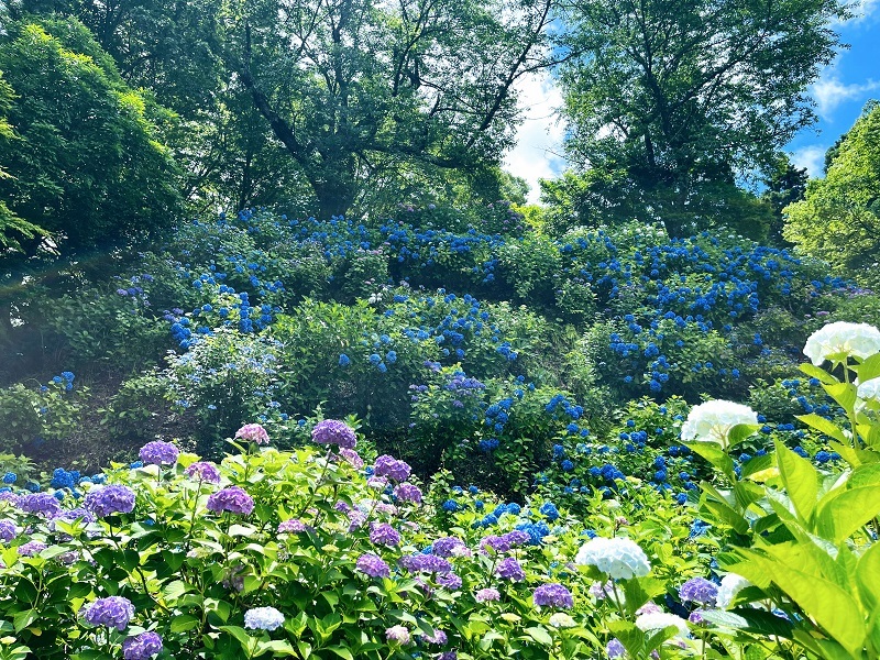 1護摩堂山紫陽花園