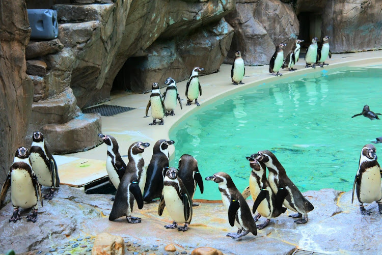 6ペンギン海岸のペンギン