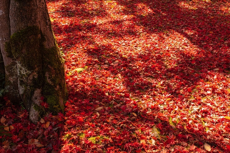 2越路の庭もみじ園の紅葉の絨毯