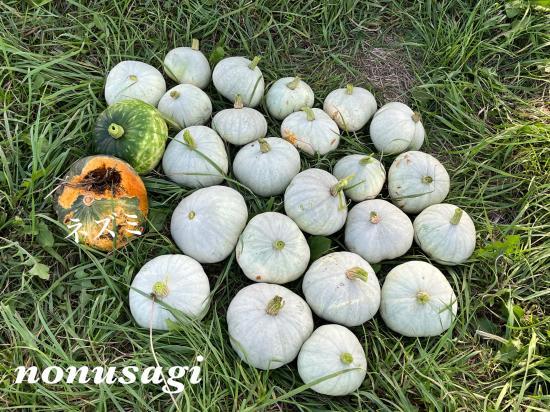 南瓜の収穫2023⑥完結編