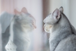 猫がガラスに映る自分の顔を見てる画像