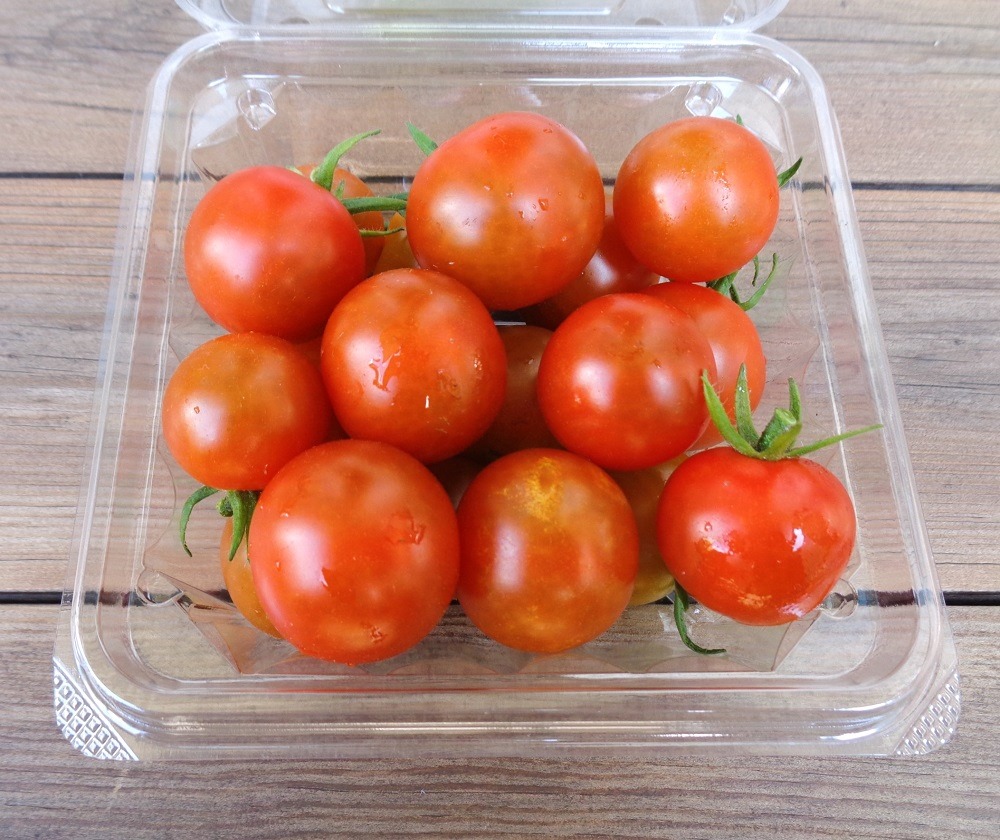 230616mini-tomato2