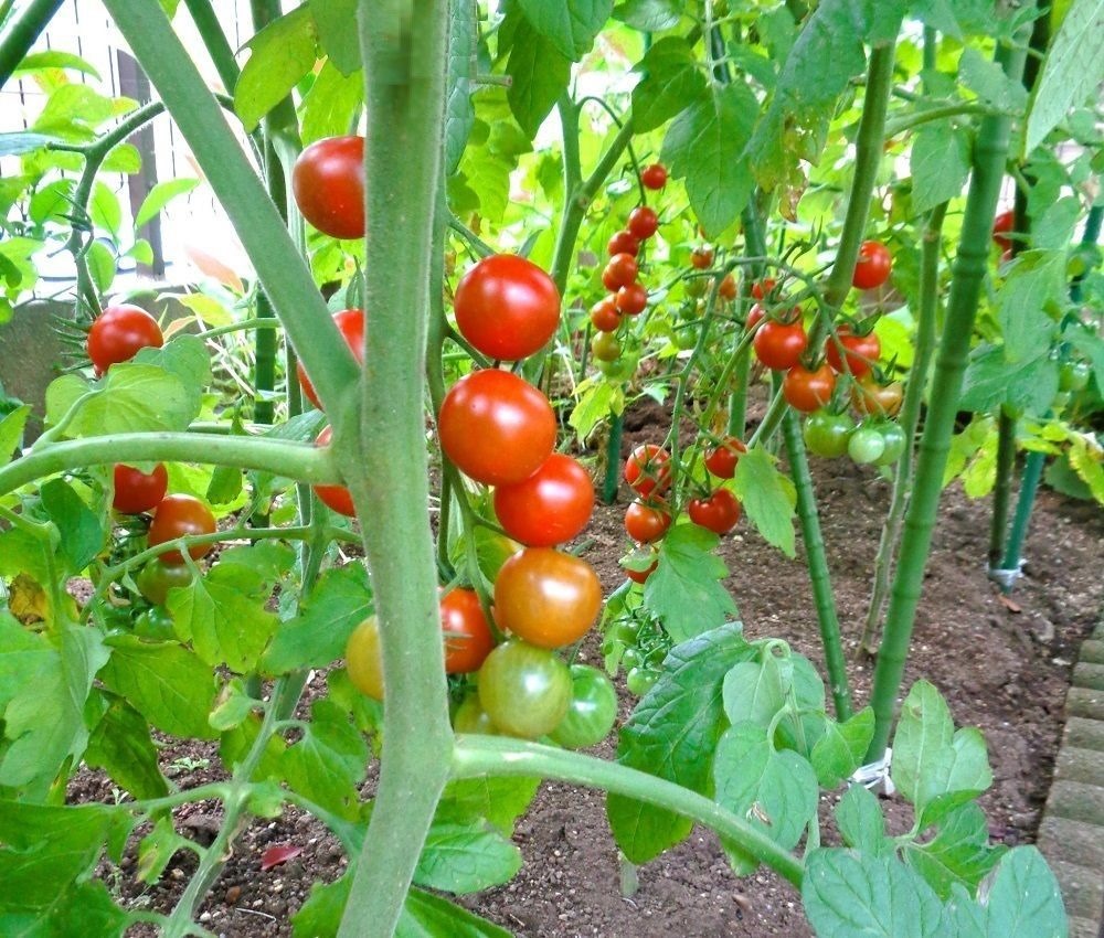 230621mini-tomato