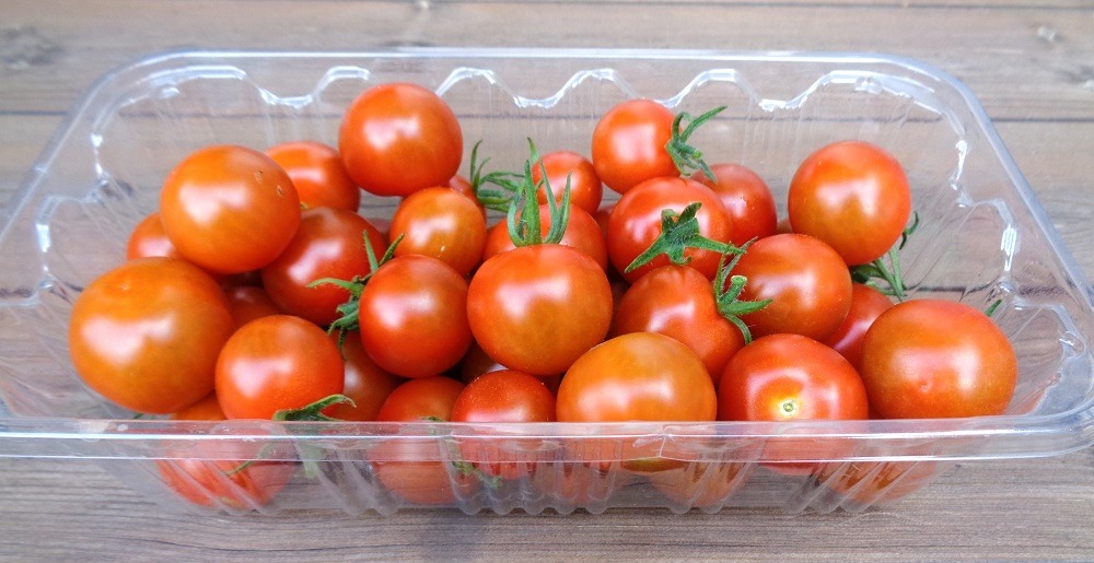 230621mini-tomato2