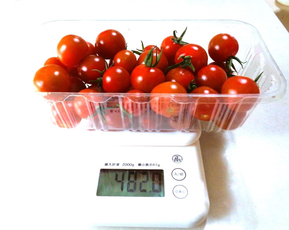 230621mini-tomato3