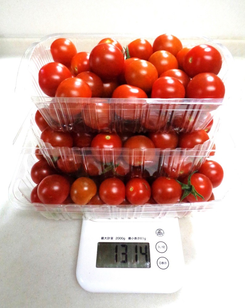230701mini-tomato3